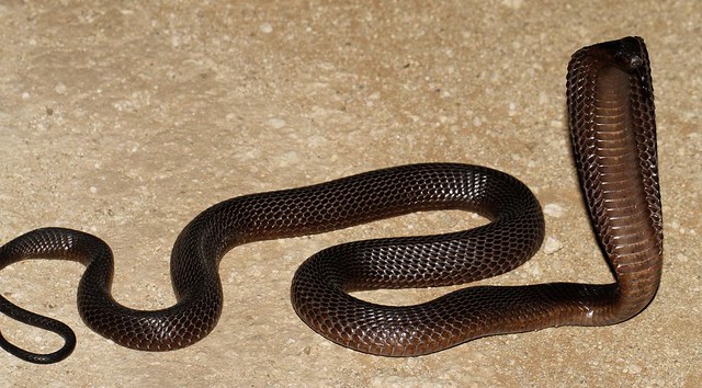 Black Cape Cobra (Naja nivea)