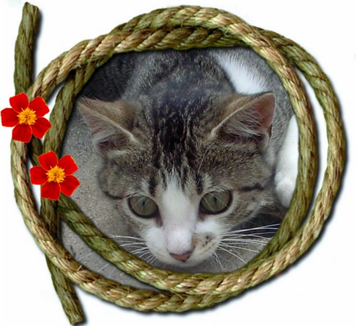 EU SOU ALEGRIA... | by flores do meu jardim✿((mostly off))