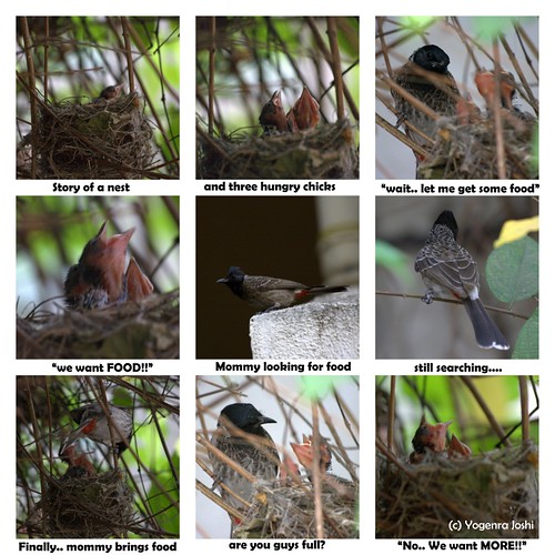 Story of a nest by Yogendra174
