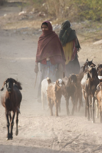 May/2010 - Young women herd goats in Rajasthan, India (photo credit: ILRI/Mann).