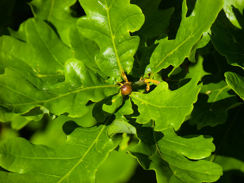 Oak leaves and gall
