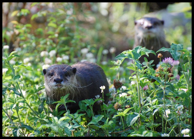 A rare glimpse of the elusive clover otter
