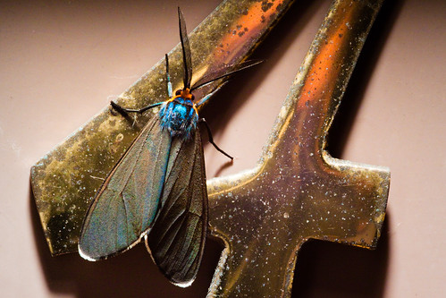 Ctenucha virginica, blue orange wisconsin night bug moth madison ctenuchavirginica