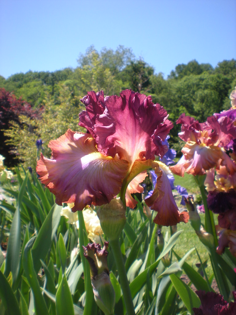 Presby Memorial Iris Gardens Upper Montclair Nj 23 Flickr