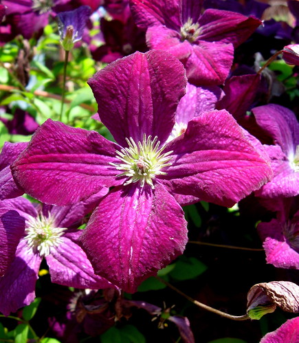 Classy Clematis (by My Classy Wife) by Puzzler4879