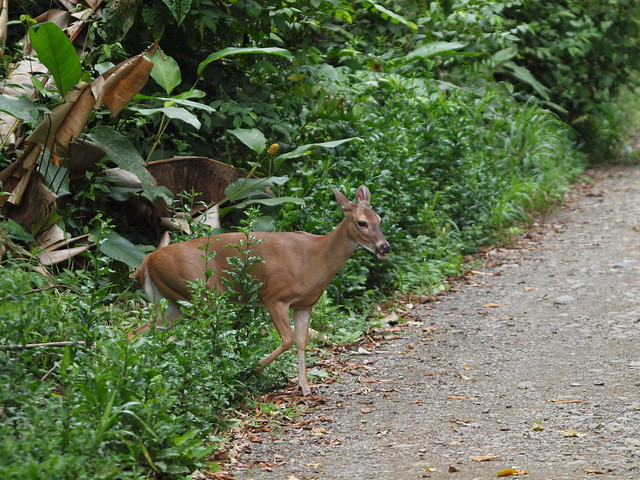 Deer at Manuel Antonio