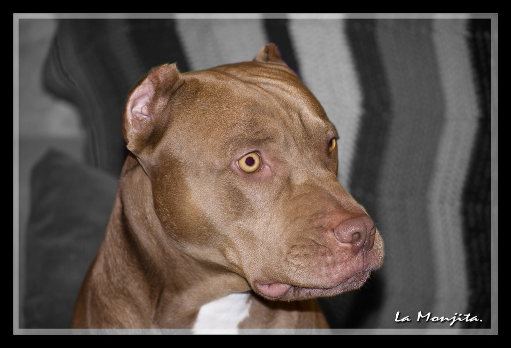 American Pit Bull Terrier Red Nose. | El American Pit Bull T… | Flickr