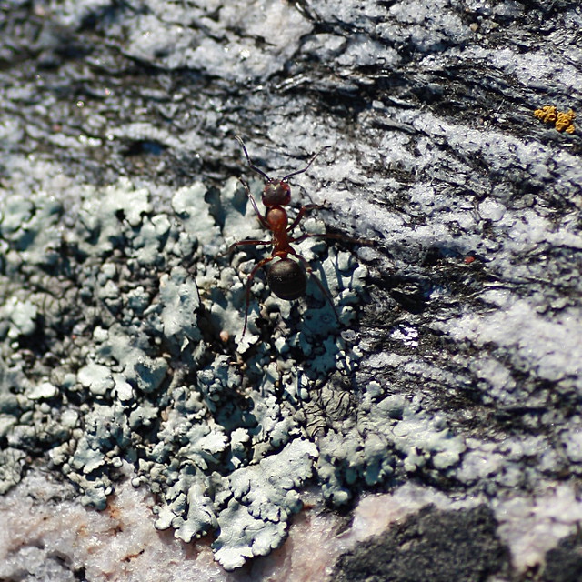 Ant & Rocks