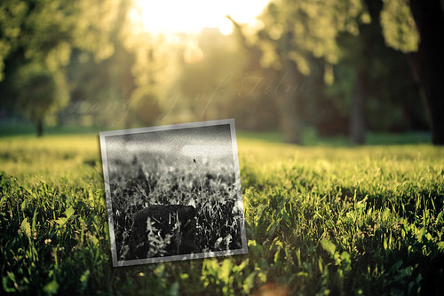 Longing of Film by neatmummy