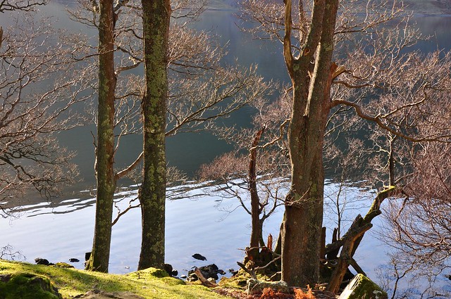 DSC_0844 Through the tree's at Crummock Water