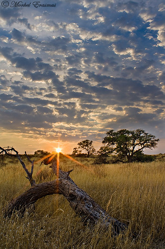 sky tree clouds sunrise landscape southafrica golden desert stump kalahari arid hdr