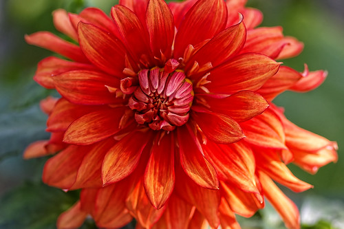 Dahlia　#05 | by jun560