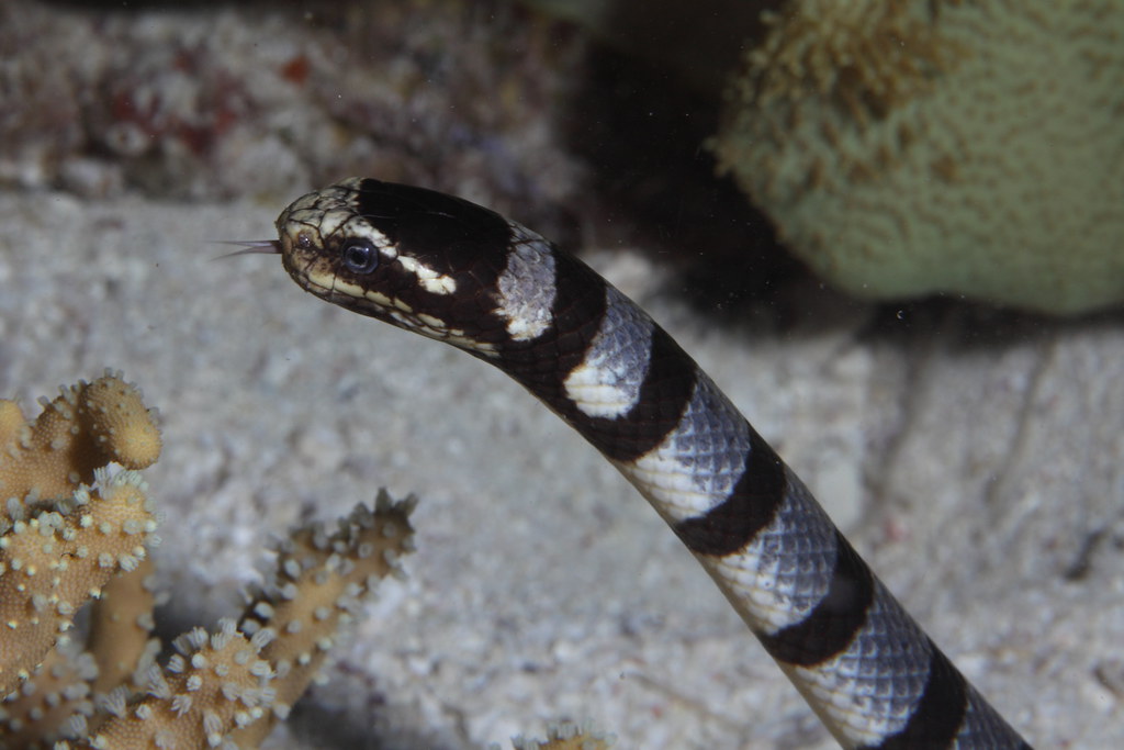 most venomous snakes in the world - death adder - most dangerous snake in the world - Belcher's Sea Snake