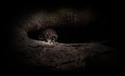 Look At Me ...Asian Barred Owlet- 斑頭鵂鶹 BB by stfbfc