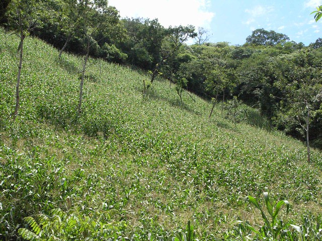 Corn fields - Maizales; Camino entre Corinto y Cacaopera, Morazán, El Salvador