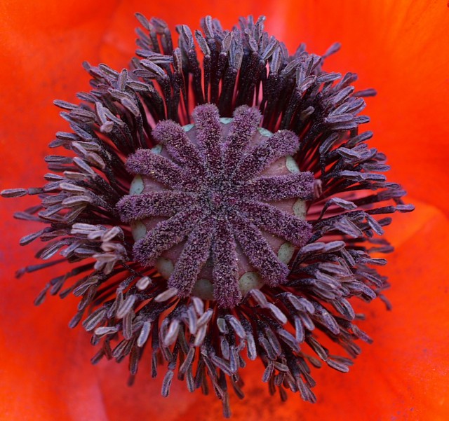 I can't stop taking pictures of this beauty...A new poppy in our garden