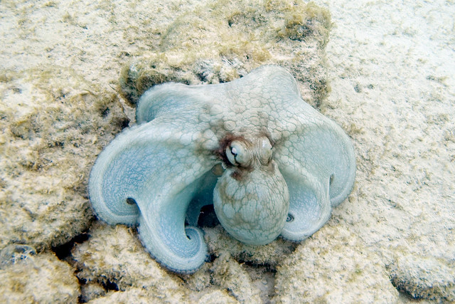 Brazilian Reef Octopus Octopus insularis