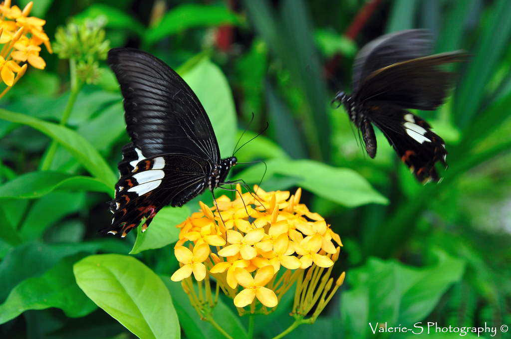 Butterfly Farm by valerie_s