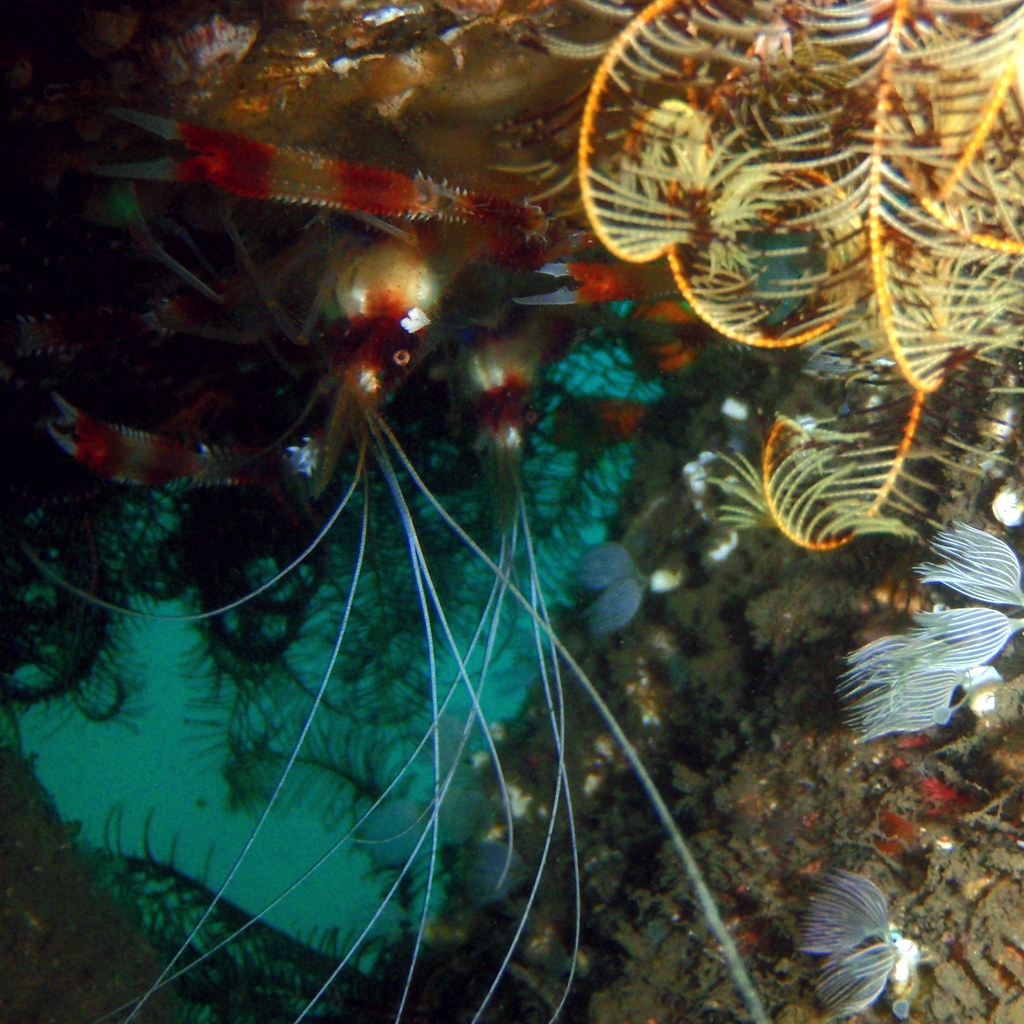 banded coral shrimp (オトヒメエビ) #0422 | • オトヒメエビ(otohimeebi) = … | Flickr