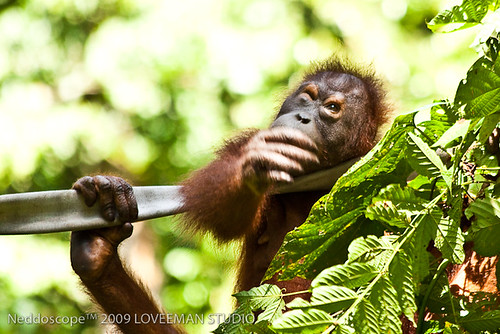 nature animal malaysia borneo orangutan mundo sepilok orang scimmia mundoanimal neddoscope orangmalaysia
