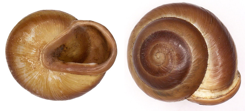 Pleurodonte isabella (Ferussac, 1821)