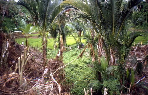 sumatra indonesia landscape countryside rice 1981 fields padi hhh hash tropics hashhouseharriers medan sago mh3 northsumatra almostanything