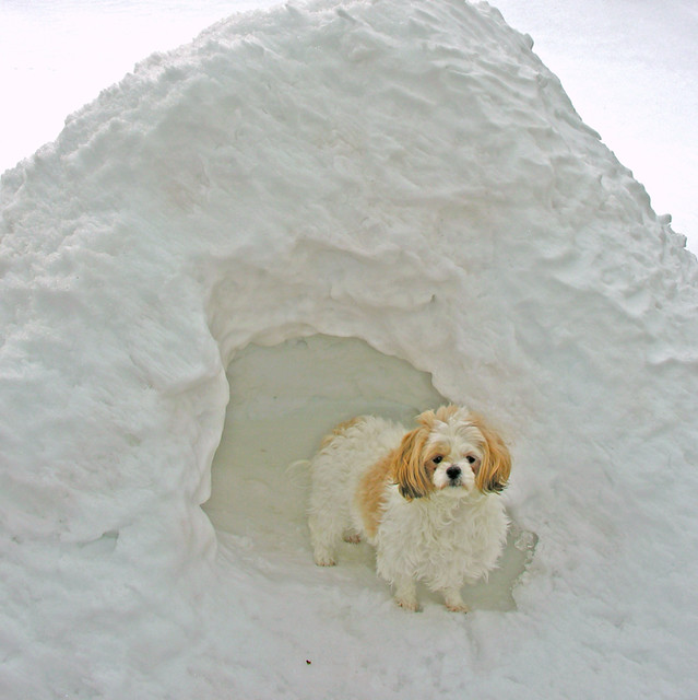 How To Build A Snow Fort