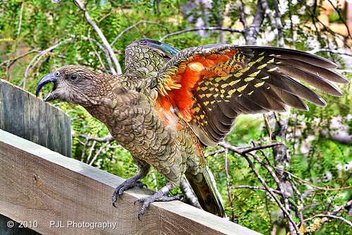 park newzealand christchurch bird animal wildlife parrot kea orana nzbird mountainparrot pjl oranawildlifepark philnz1965 phillecren pjlphotography