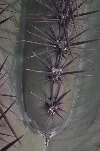 arizona cactus macro az cholla saguara
