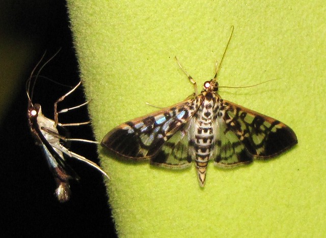 Unidentified Moth XXIX