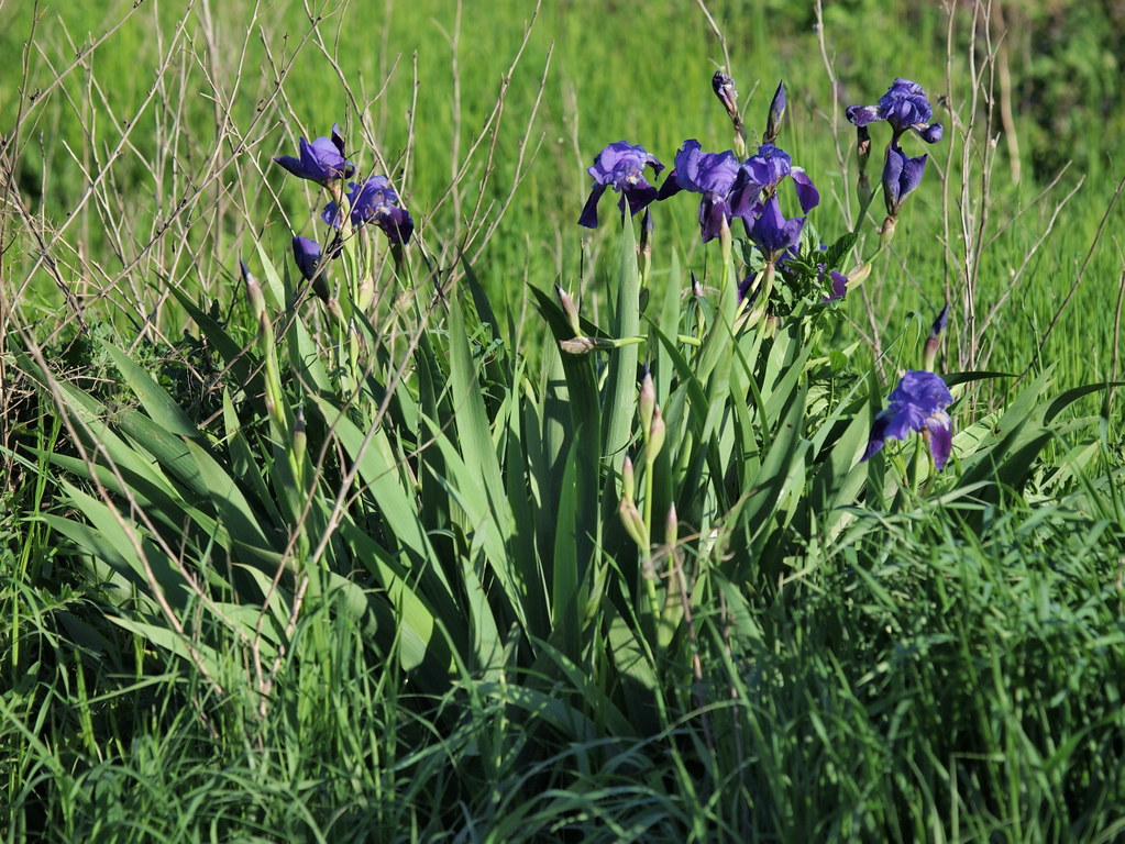 Iris (×) germanica (48°04' N 16°32' E) | 2010.05.06 Austria,… | Flickr