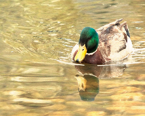 photoshop watercolor duck spring may mallard wyoming drake photoart riverton greenhead