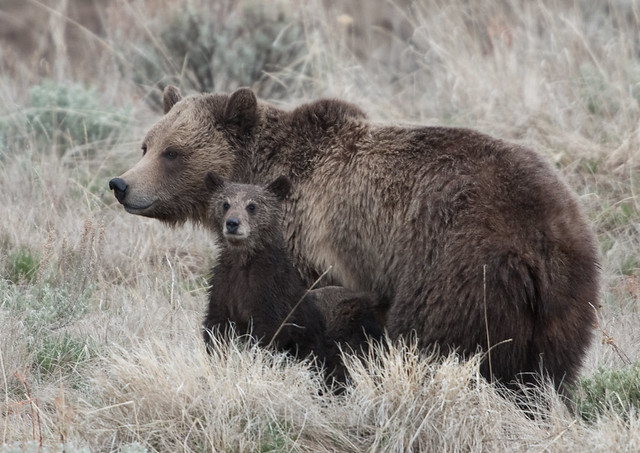 Grizzly Sow with two Cubs