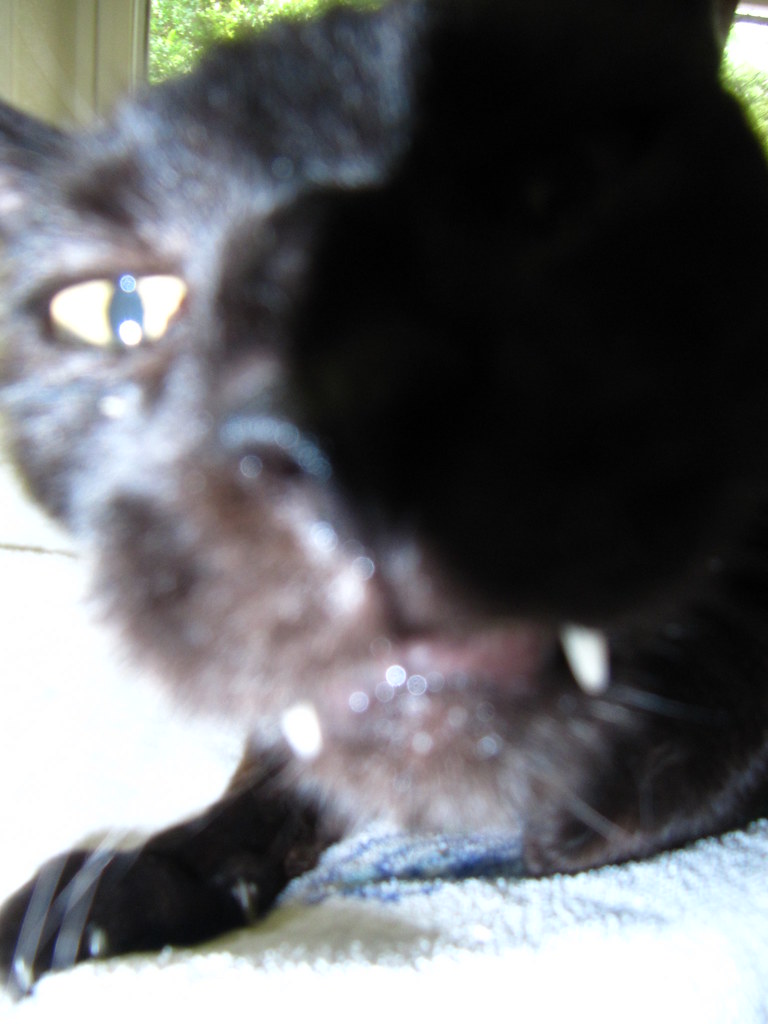 Fangs for the drool... | With special attention in Special N… | Flickr