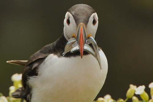 Puffin With Fish - Skomer Island | by Ami 211