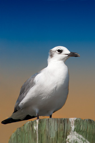Sad Sea Gull, Gulf of Mexico by S.A. Street Photographer