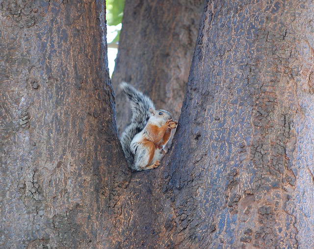 Variegated Squirrel. Costa Rica
