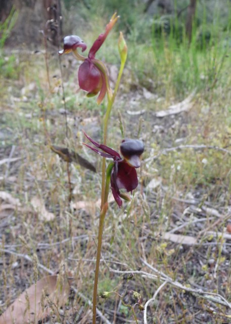 Caleana major - Large Duck Orchid