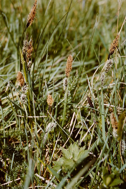 Carex nigra (Smootk Sedgh Blace / Zwarte zegge) 0244