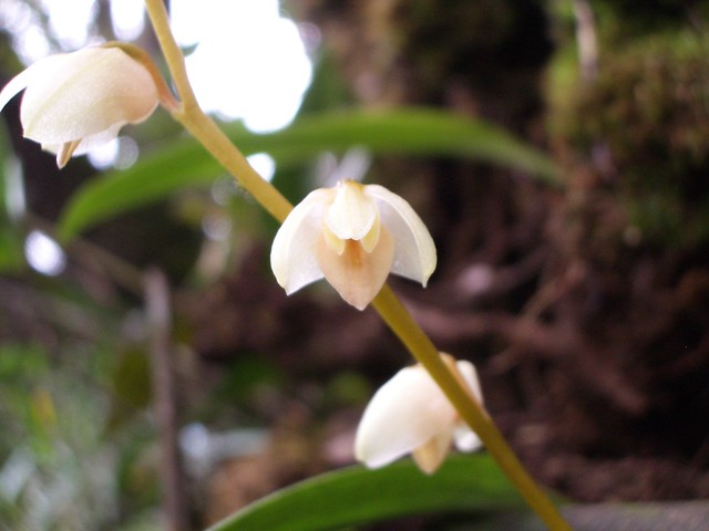 003 Mt Kinabalu - Bulbophyllum sopoetanense 2005-07-09 01