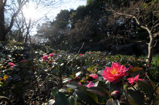 20100109 Shirotori Garden 5 (Morning sun)