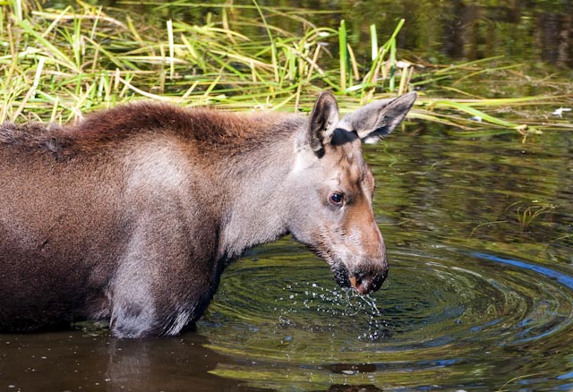 Calf Moose