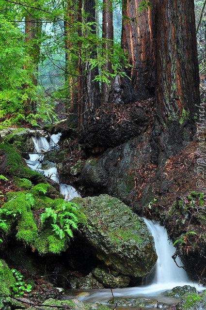 Redwoods and Waterfalls