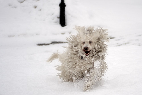 newyorkcity dog snow newyork dreadlocks geotagged jump hungary bronx blizzard mop dreds riverdale spuytenduyvil komondor mudpig stevekelley