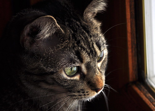 My Birdwatching Buddy | by pictureapromise