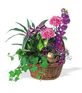 Indoor Flowering Plants http://1-800-USFlowers.com