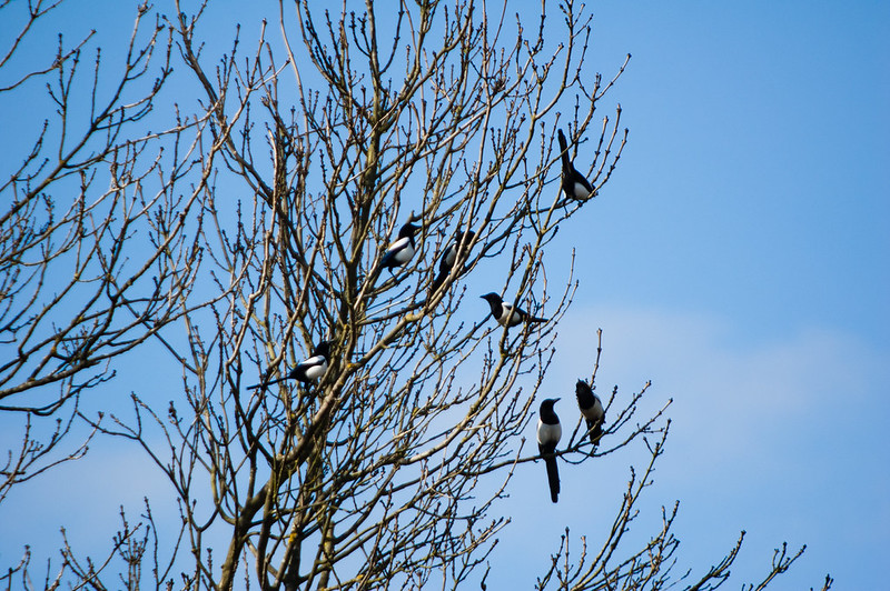 Magpie