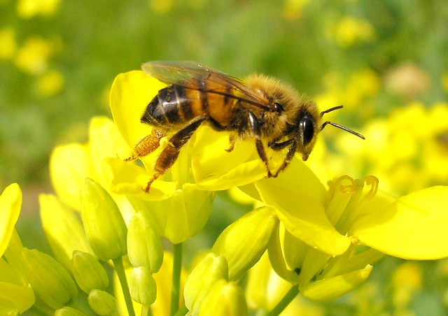 Abelha - Honeybee (Apis mellifera)