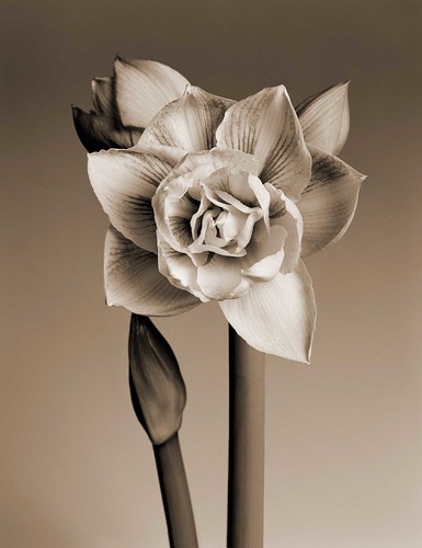 blackandwhite stilllife flower monochrome sepia studio blossom amaryllis bloom largeformat tabletop artofimages nikonflickrawardgold bestcapturesaoi