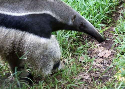 giant bigisland anteater panaewarainforestzoo panaewa hilozoo panaewazoo